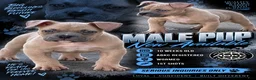 American Bully dogs for sale: American Bully 1 - Ad 3