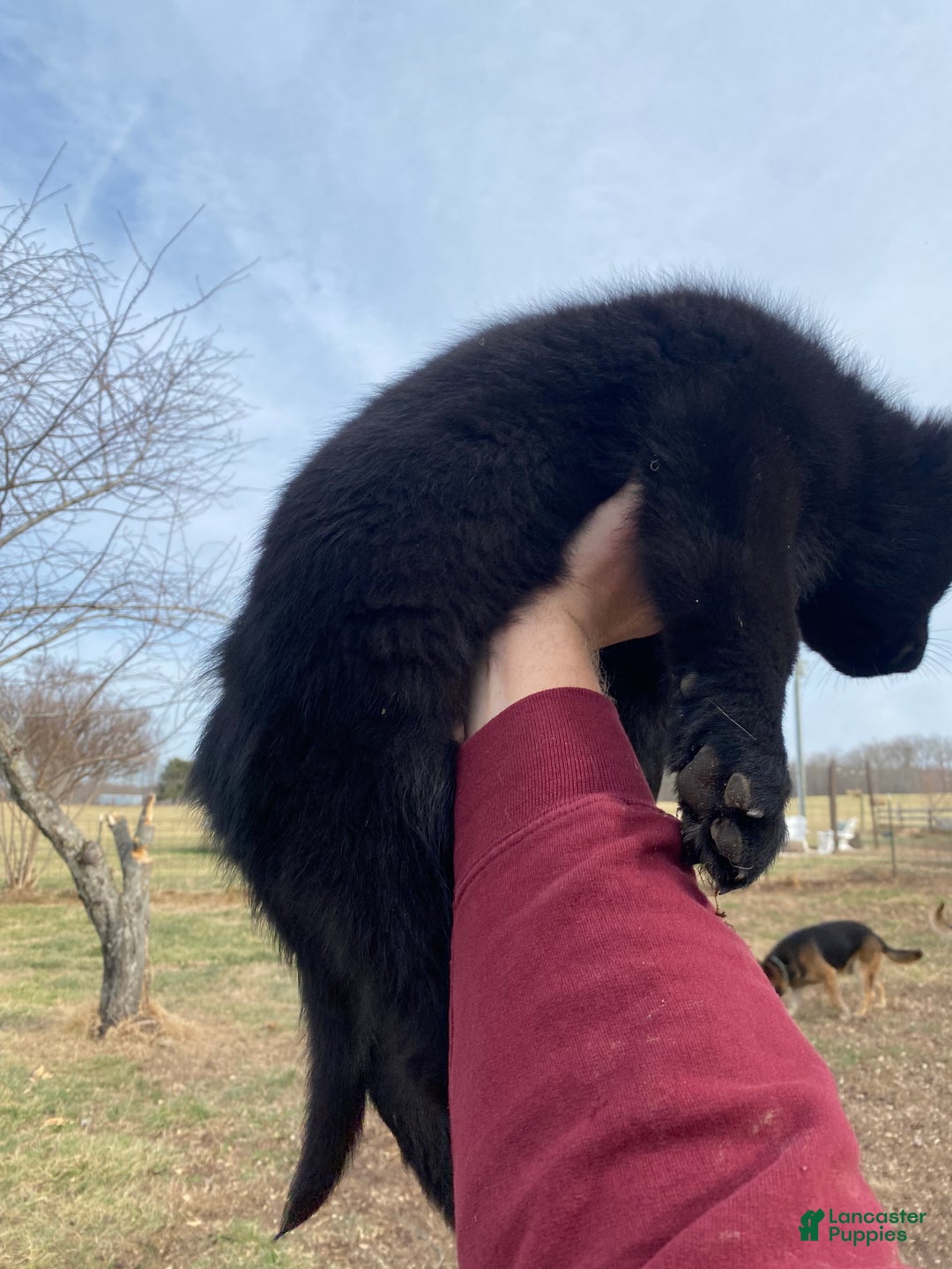 German Shepherd dogs for sale: German Shepherd Puppy 1 - Ad 3