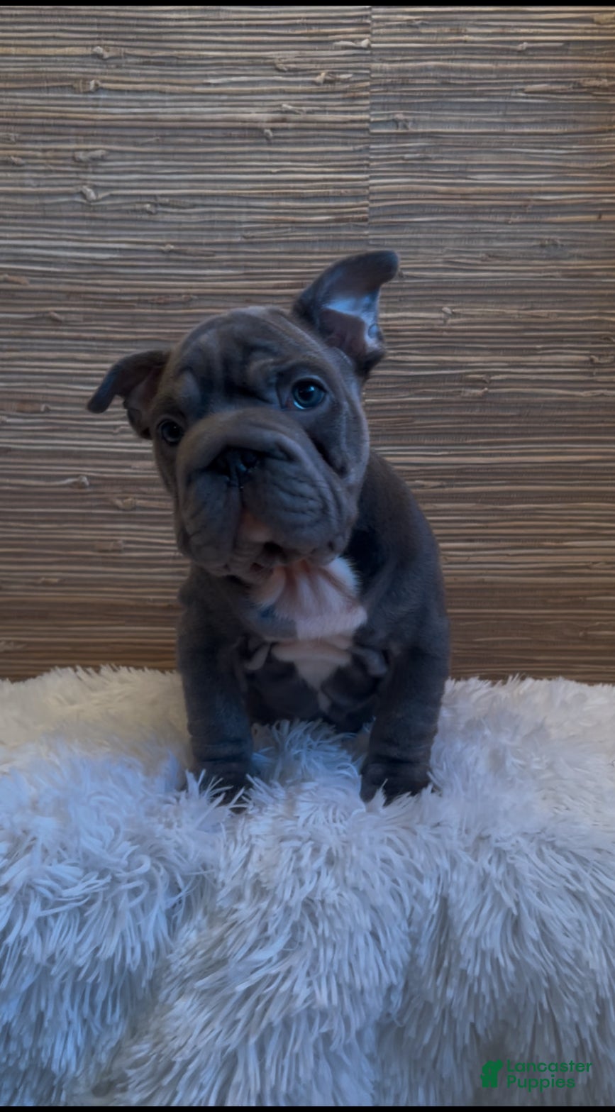 French Bulldog dogs French Bulldog Puppy 3 - Ad 10
