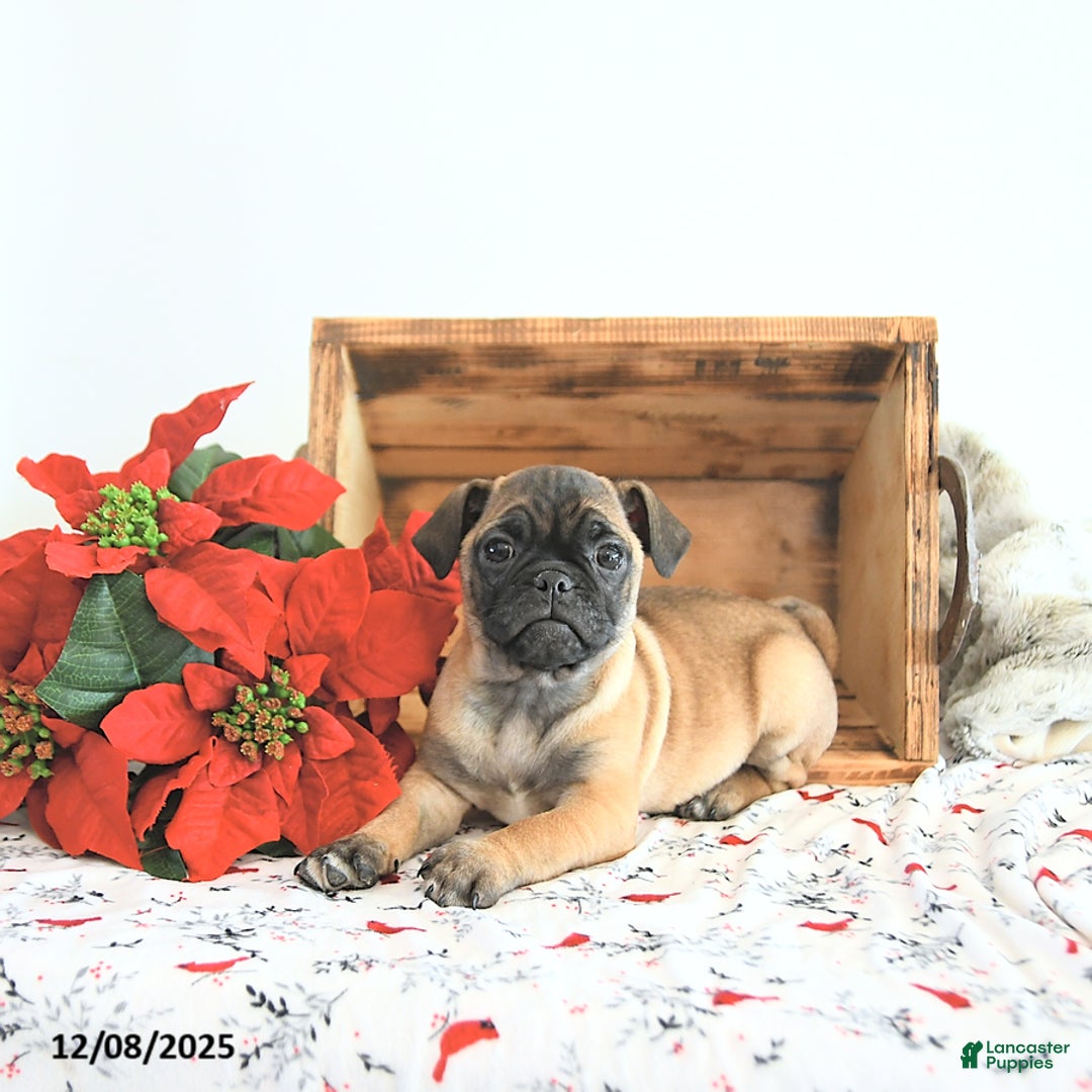 Jug dogs for sale: Marshal - Ad 1