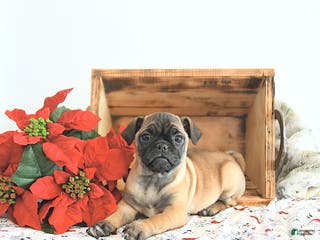 Jug dogs Marshal - Ad 3