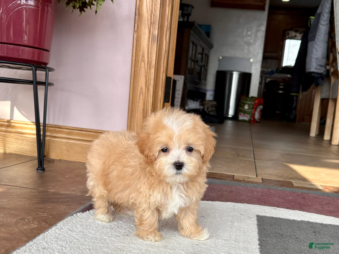 Maltipoo dogs for sale: Maltipoo Male Puppy 2 - Ad 7