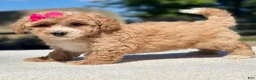 Maltipoo dogs for sale: Everest - Ad 5