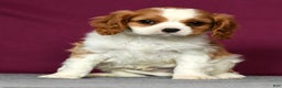 Cavalier King Charles Spaniel dogs for sale: Conrad - Ad 1