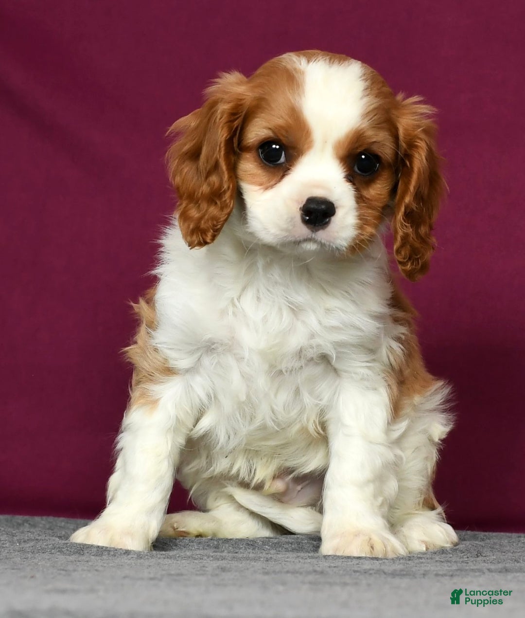 Cavalier King Charles Spaniel dogs for sale: Conrad - Ad 1
