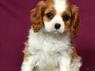 Cavalier King Charles Spaniel dogs Conrad - Ad 22