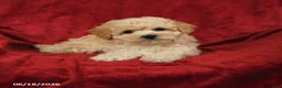 Maltipoo dogs for sale: Matthew - Ad 3