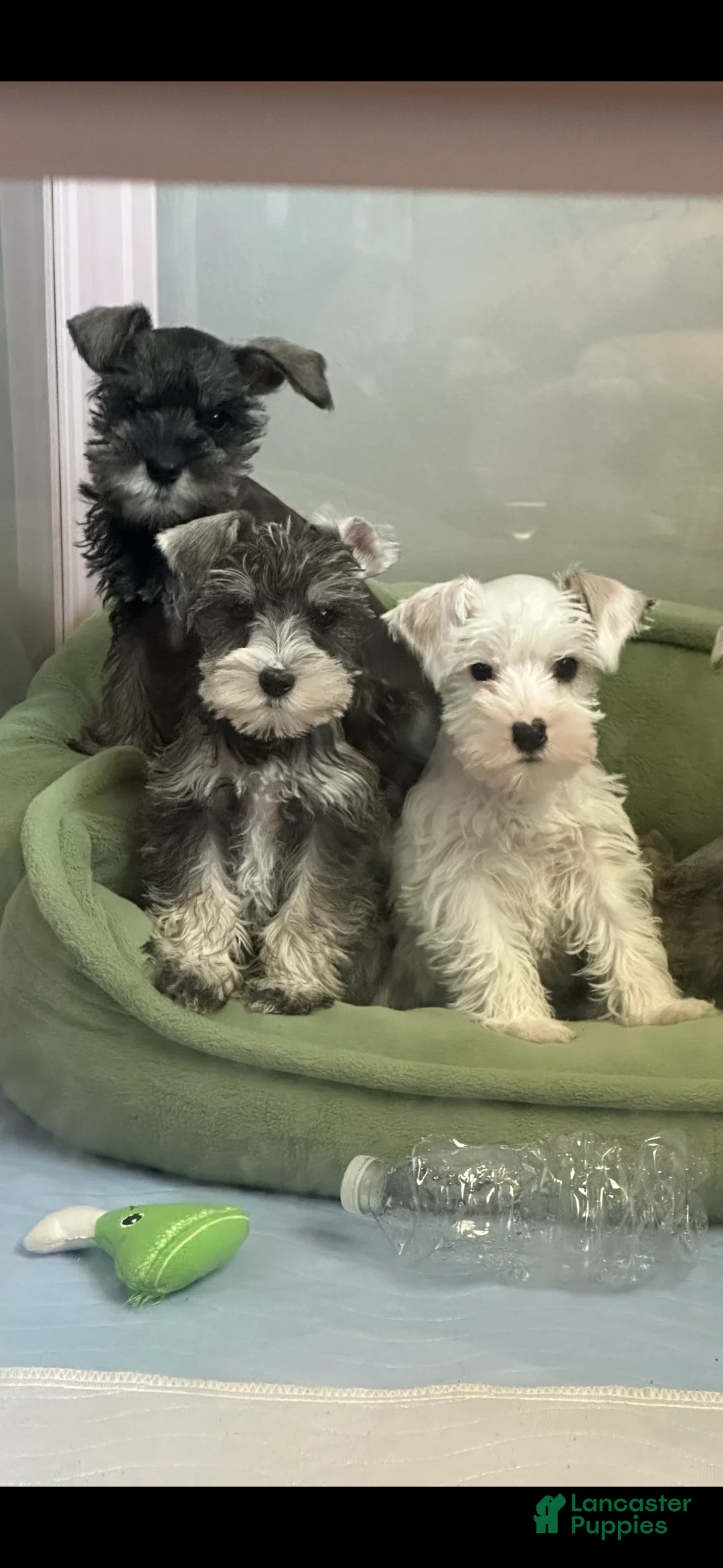 Miniature Schnauzer dogs for sale: Miniature Schnauzer 2 - Ad 7