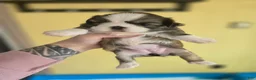 Mixed Breed dogs for sale: Shinese Myrtle  - Ad 2