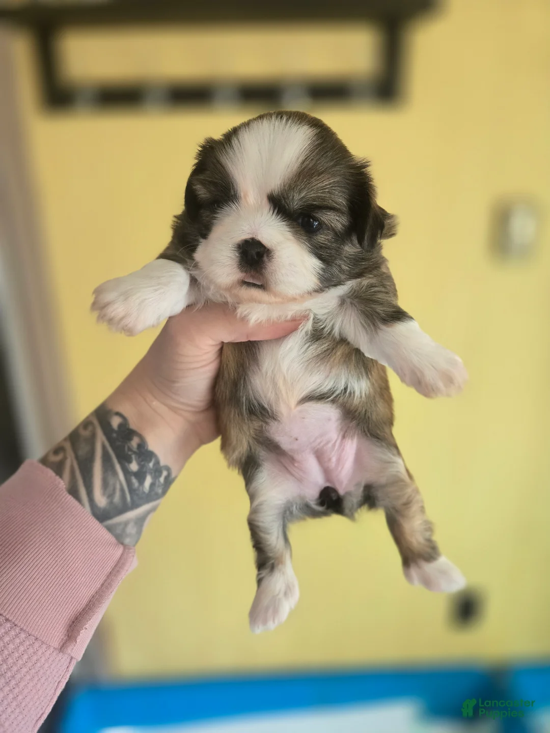 Mixed Breed dogs for sale: Shinese Myrtle  - Ad 2