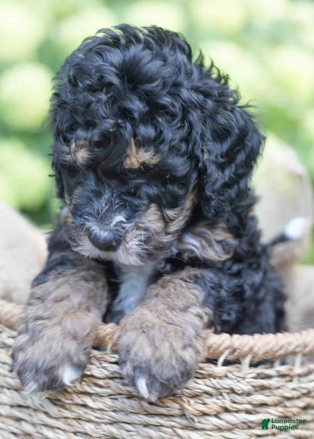 Mini Bernedoodle dogs for sale: Winston - Ad 2
