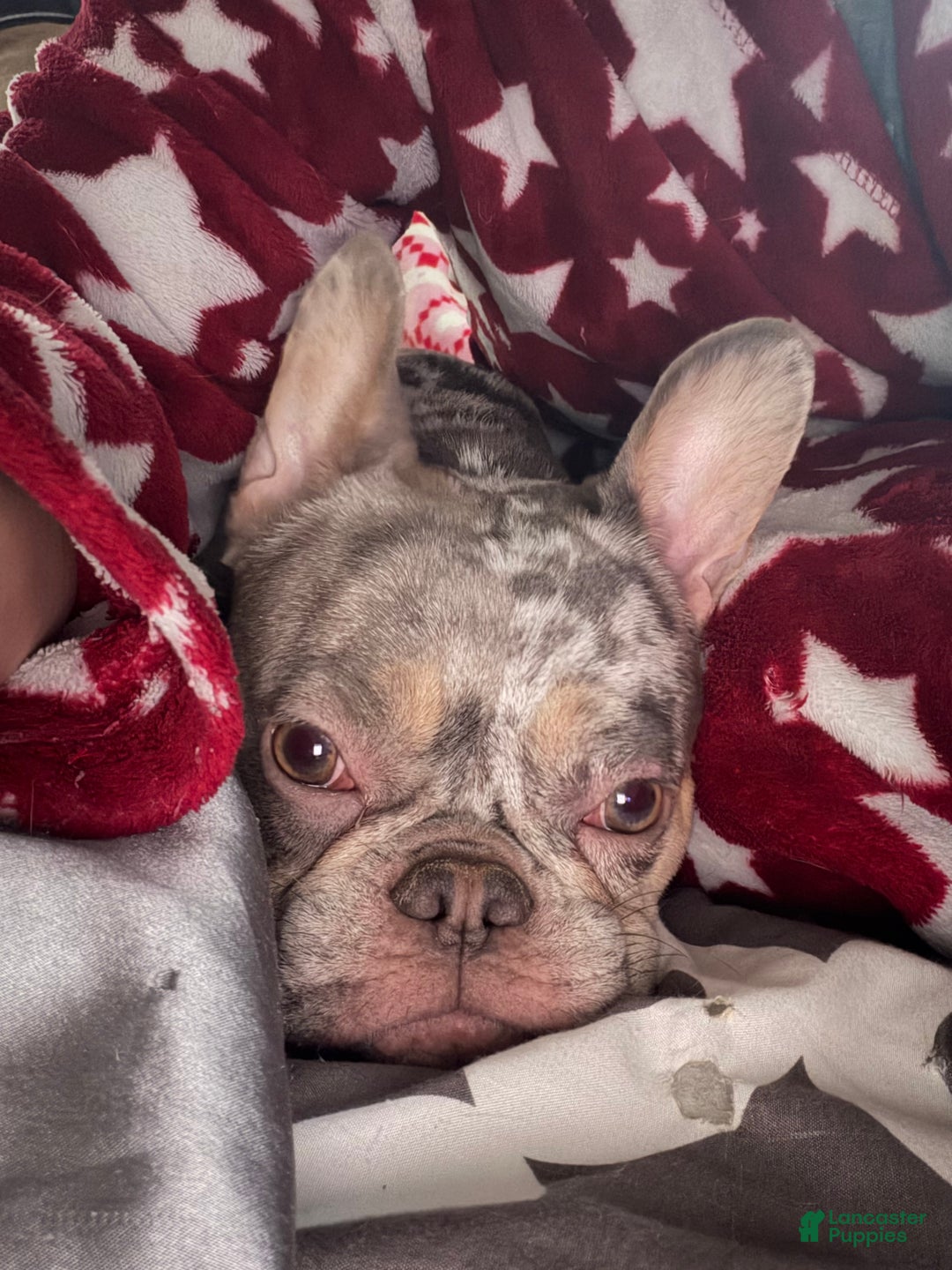 French Bulldog dogs for sale: French Bulldog Puppy 1 - Ad 4