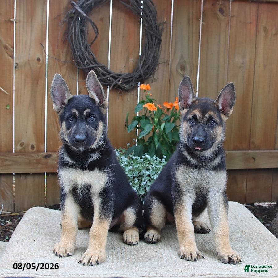 Gerberian Shepsky dogs Captain - Ad 2
