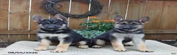Gerberian Shepsky dogs for sale: Captain - Ad 2