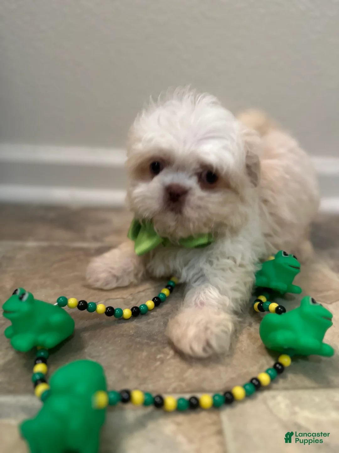 Shih Tzu dogs for sale: Drake  - Ad 1