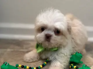Shih Tzu dogs Drake - Ad 34