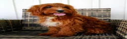 Cavapoo dogs for sale: Natasha - Ad 4