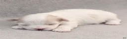 Maltese dogs for sale: Pearl Maltese  - Ad 3