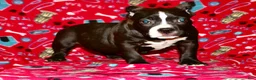 American Bully dogs for sale: American Bully Puppy 1 - Ad 3