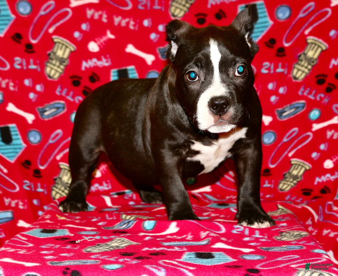 American Bully dogs for sale: American Bully Puppy 1 - Ad 3