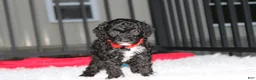 Miniature Poodle dogs for sale:  Bobby - Ad 7