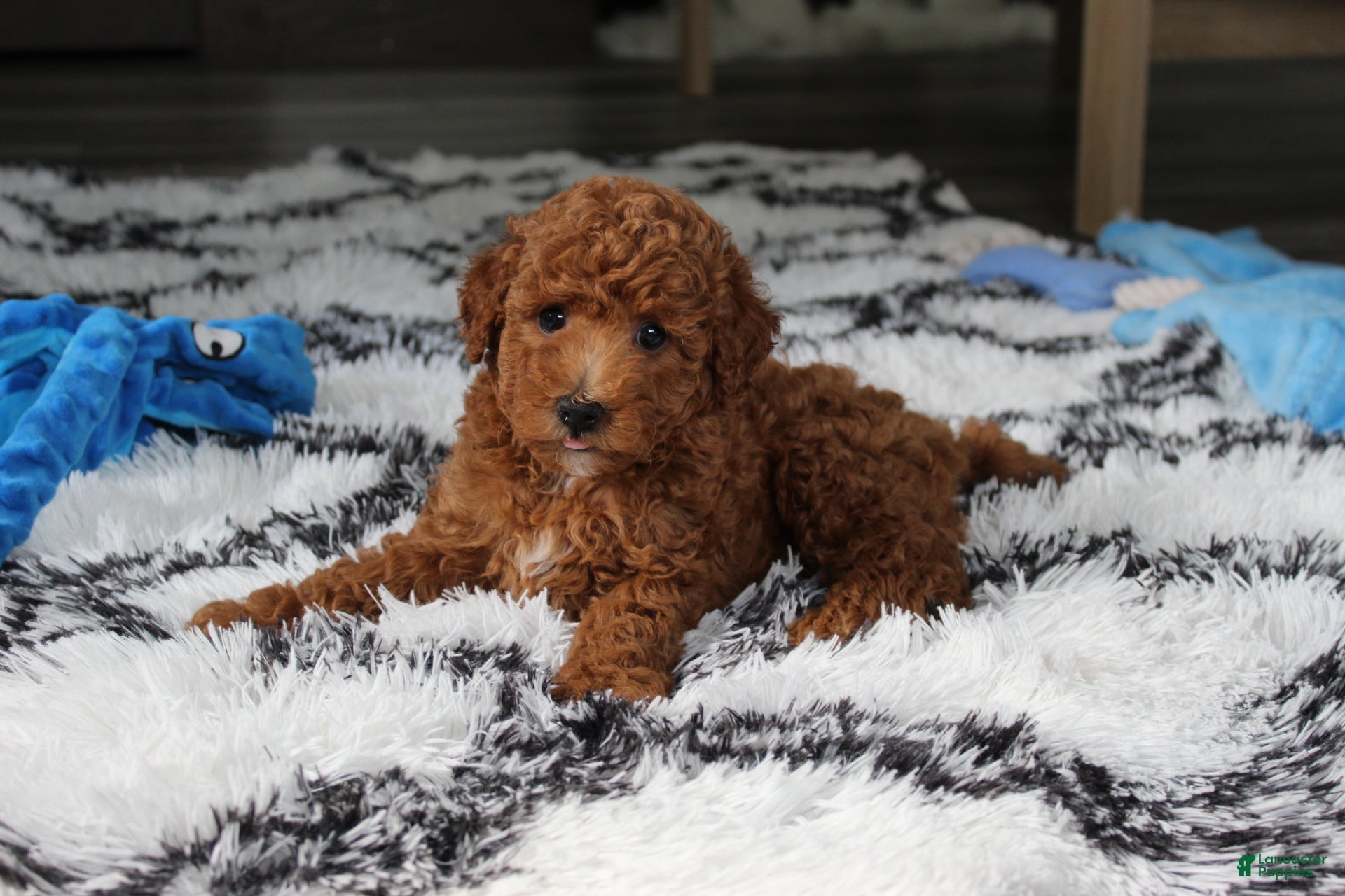 Bichpoo dogs Jenson - Ad 1