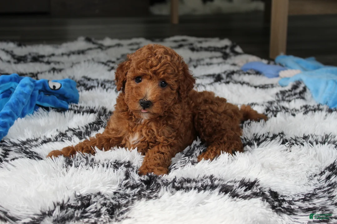 Bichpoo dogs for sale: Jenson - Ad 1