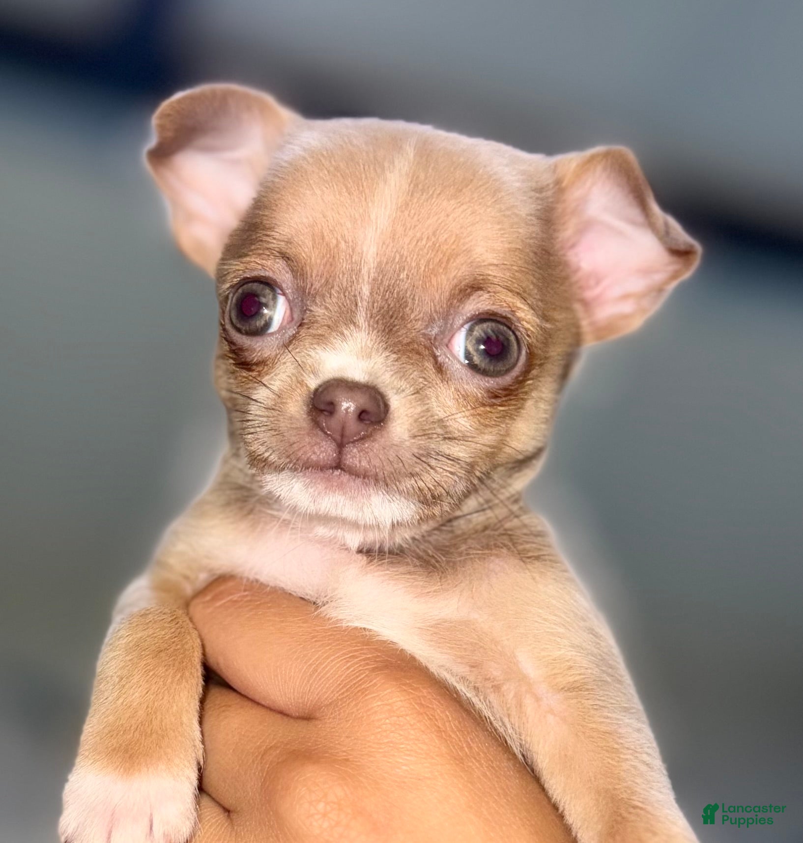 Chihuahua dogs Chihuahua Puppy 1 - Ad 2