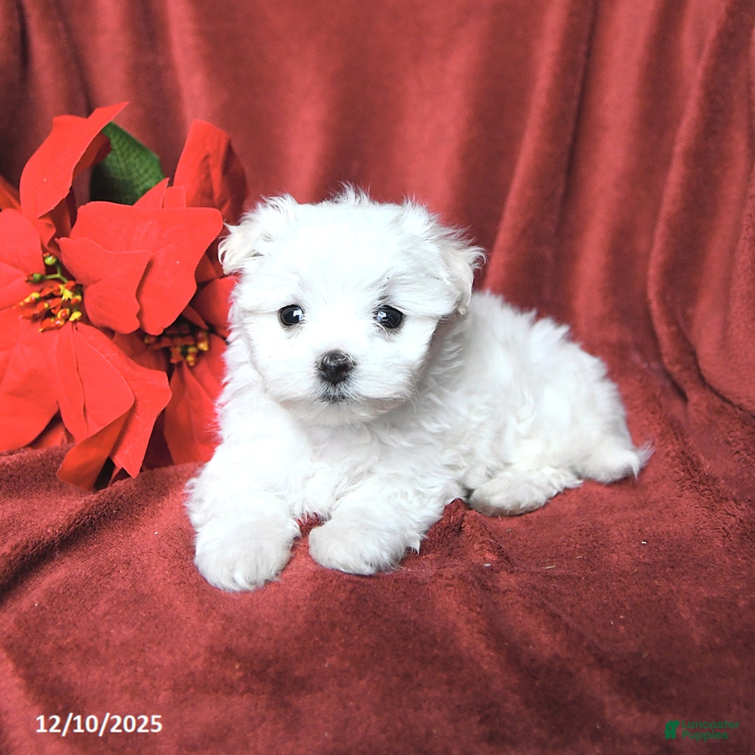Maltese dogs for sale: Jazz - Ad 1
