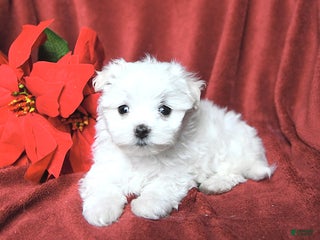 Maltese dogs Jazz - Ad 23