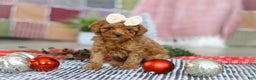 Miniature Poodle dogs for sale: Luna - Ad 6
