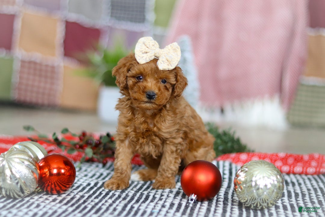 Miniature Poodle dogs for sale: Luna - Ad 6