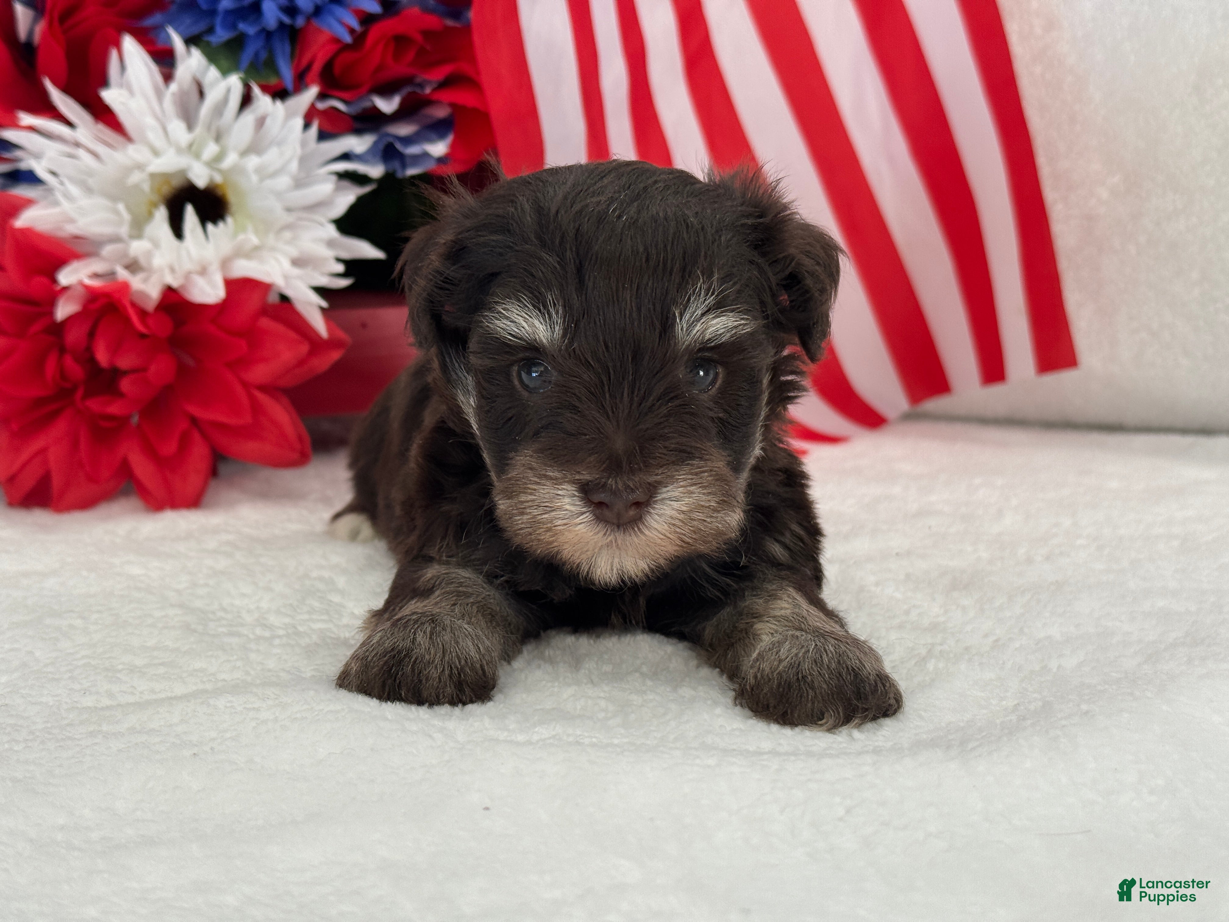 Miniature Schnauzer dogs Miracle Male 2 Liver & Tan Mega Coat AKC - Ad 23