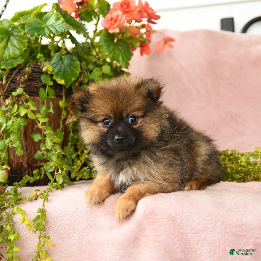 Pomeranian dogs Mandi - Ad 2