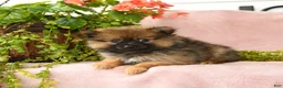 Pomeranian dogs for sale: Mandi - Ad 2