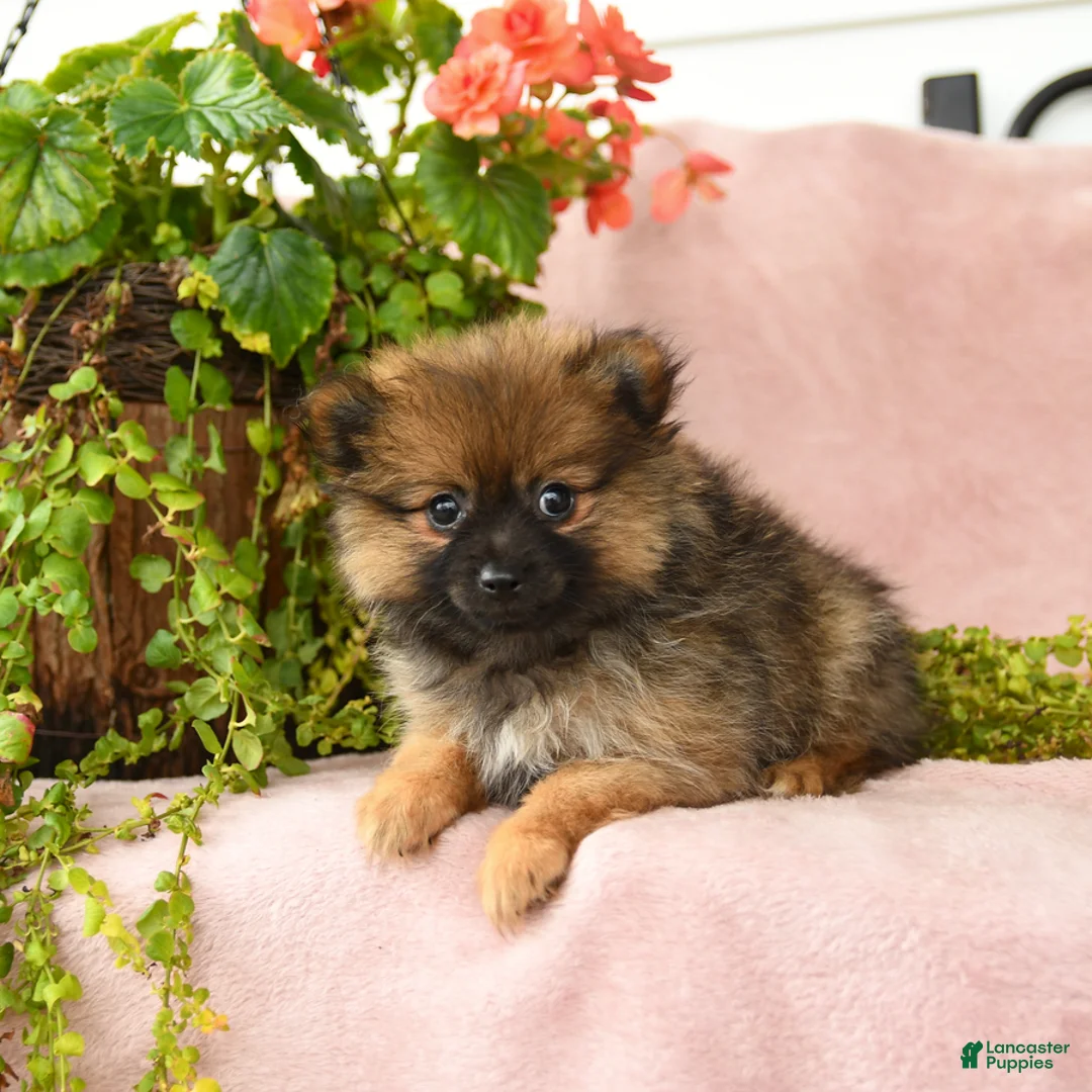 Pomeranian dogs for sale: Mandi - Ad 2