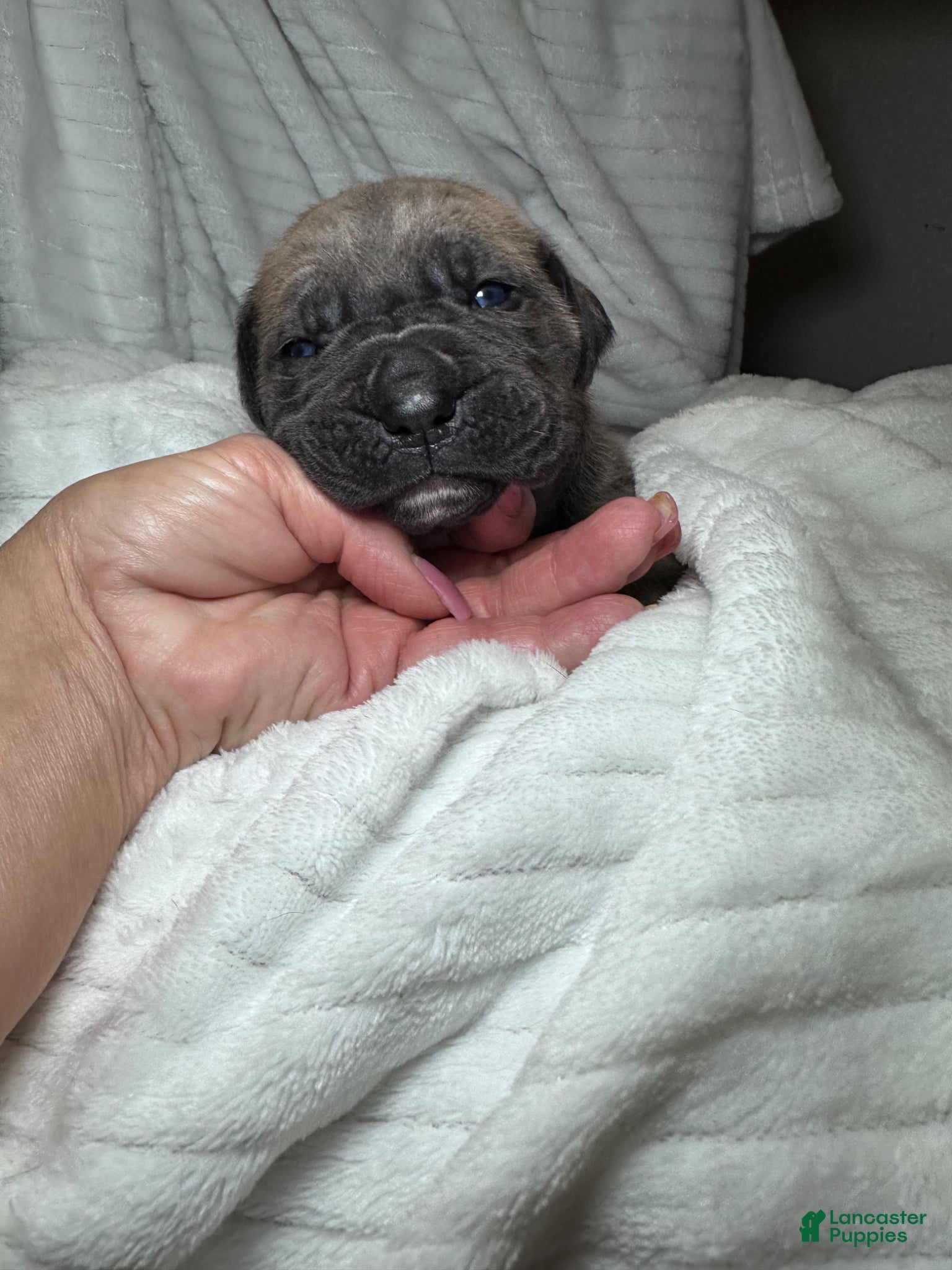 Cane Corso dogs Cane Corso Puppy 3 - Ad 30