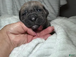 Cane Corso dogs Cane Corso Puppy 3 - Ad 38