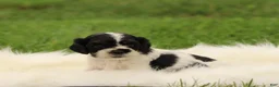 Cocker Spaniel dogs for sale: Hazel - Ad 5