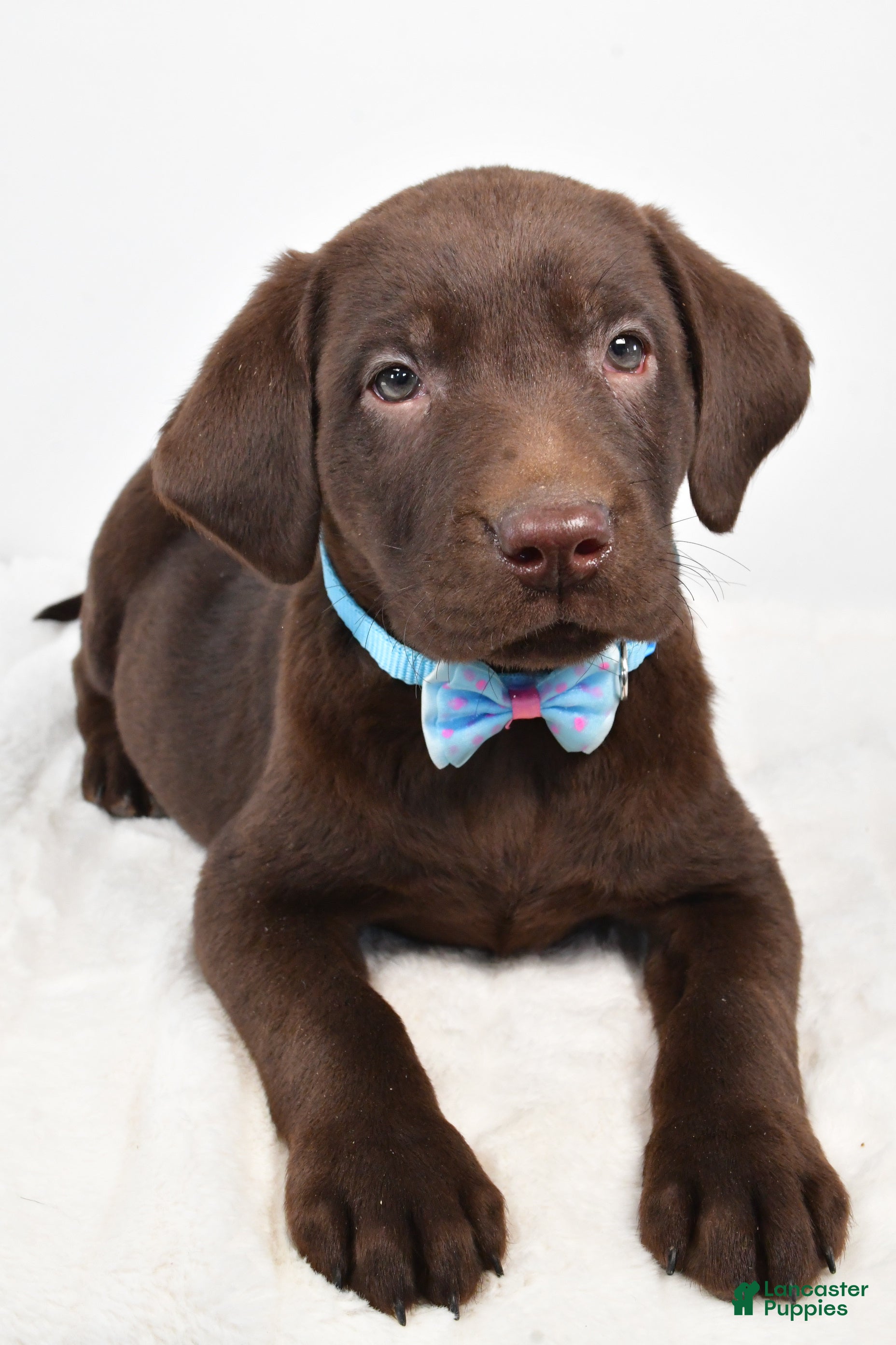 Labrador Retriever dogs Matthias - Ad 2