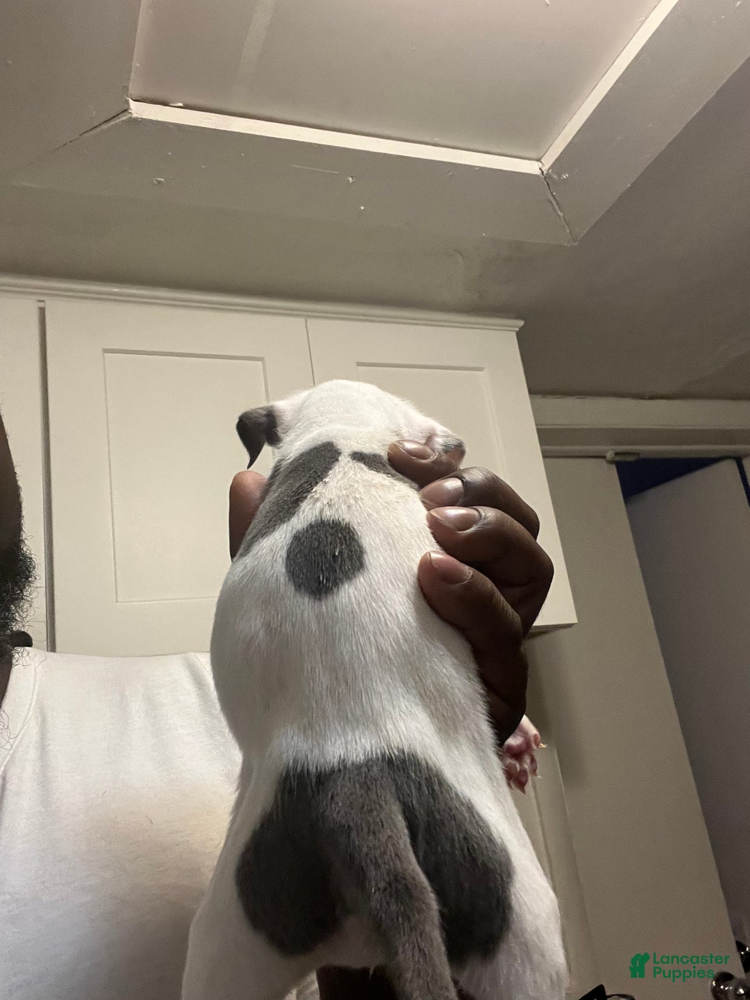 American Staffordshire Terrier dogs for sale: American Staffordshire Terrier Puppy 3 - Ad 3