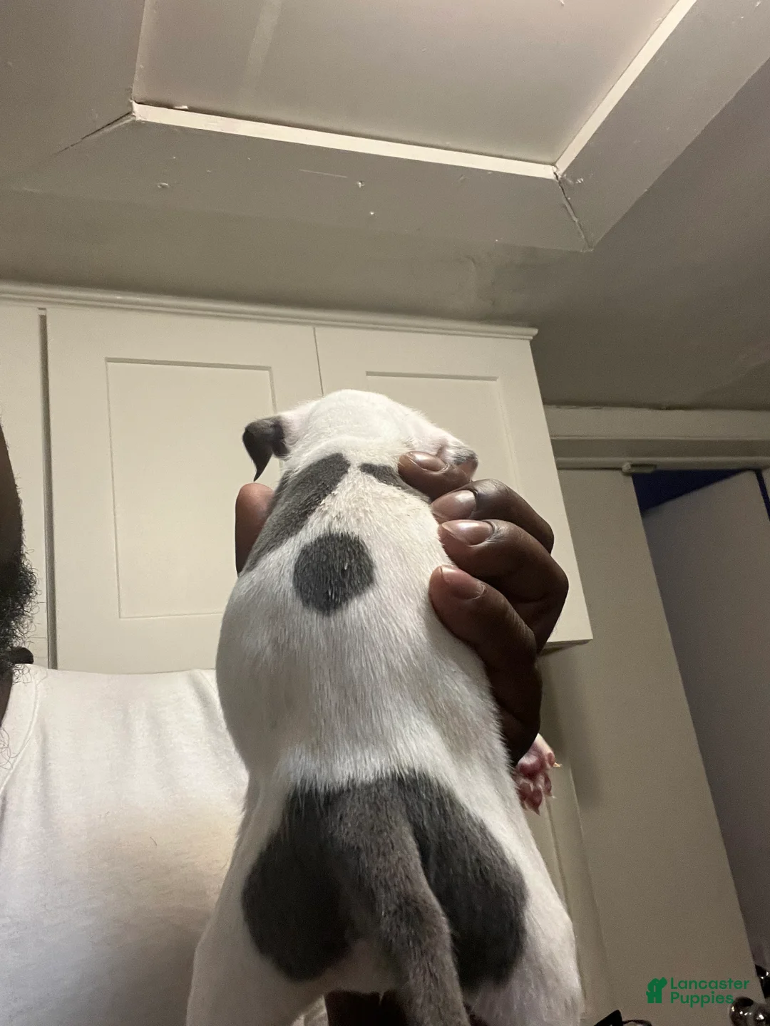 American Staffordshire Terrier dogs for sale: American Staffordshire Terrier Puppy 3 - Ad 3