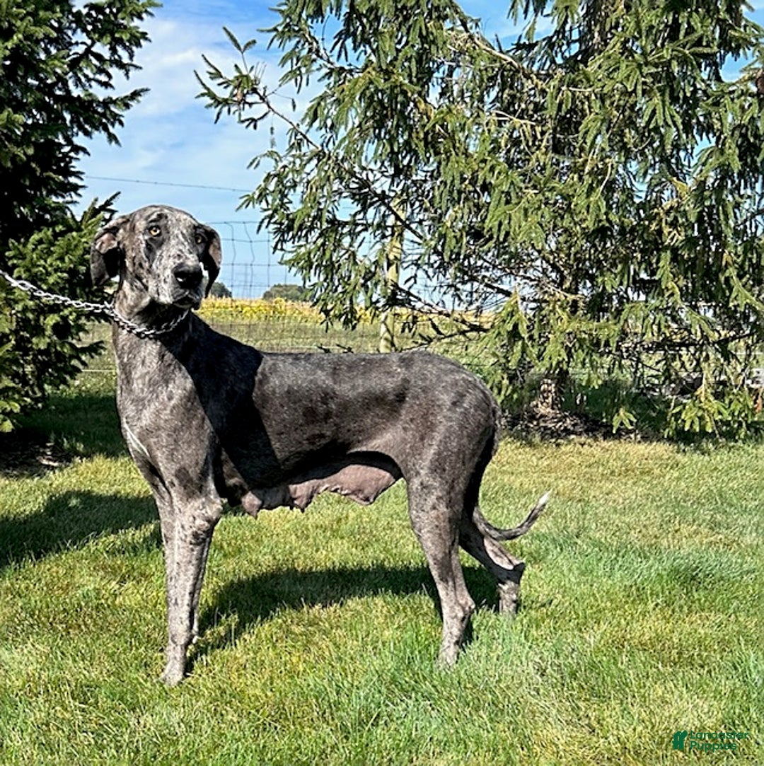 Great Dane dogs for sale: Shelby - Ad 4