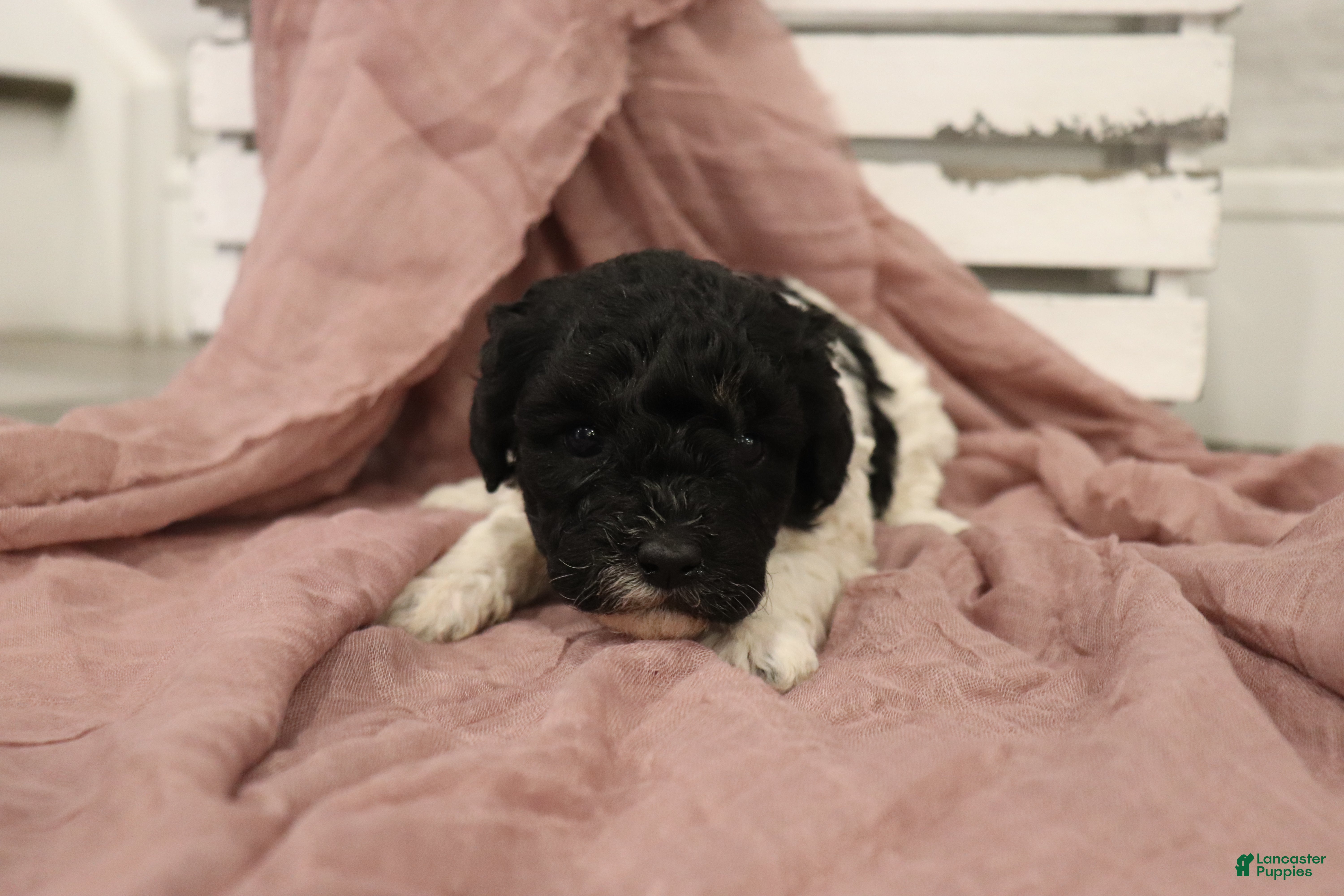 Miniature Poodle dogs Marley - Ad 2