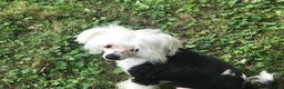 Chinese Crested dogs for sale: Chinese Crested Puppy  - Ad 3