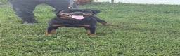 Rottweiler dogs for sale: Red collar boy  - Ad 4