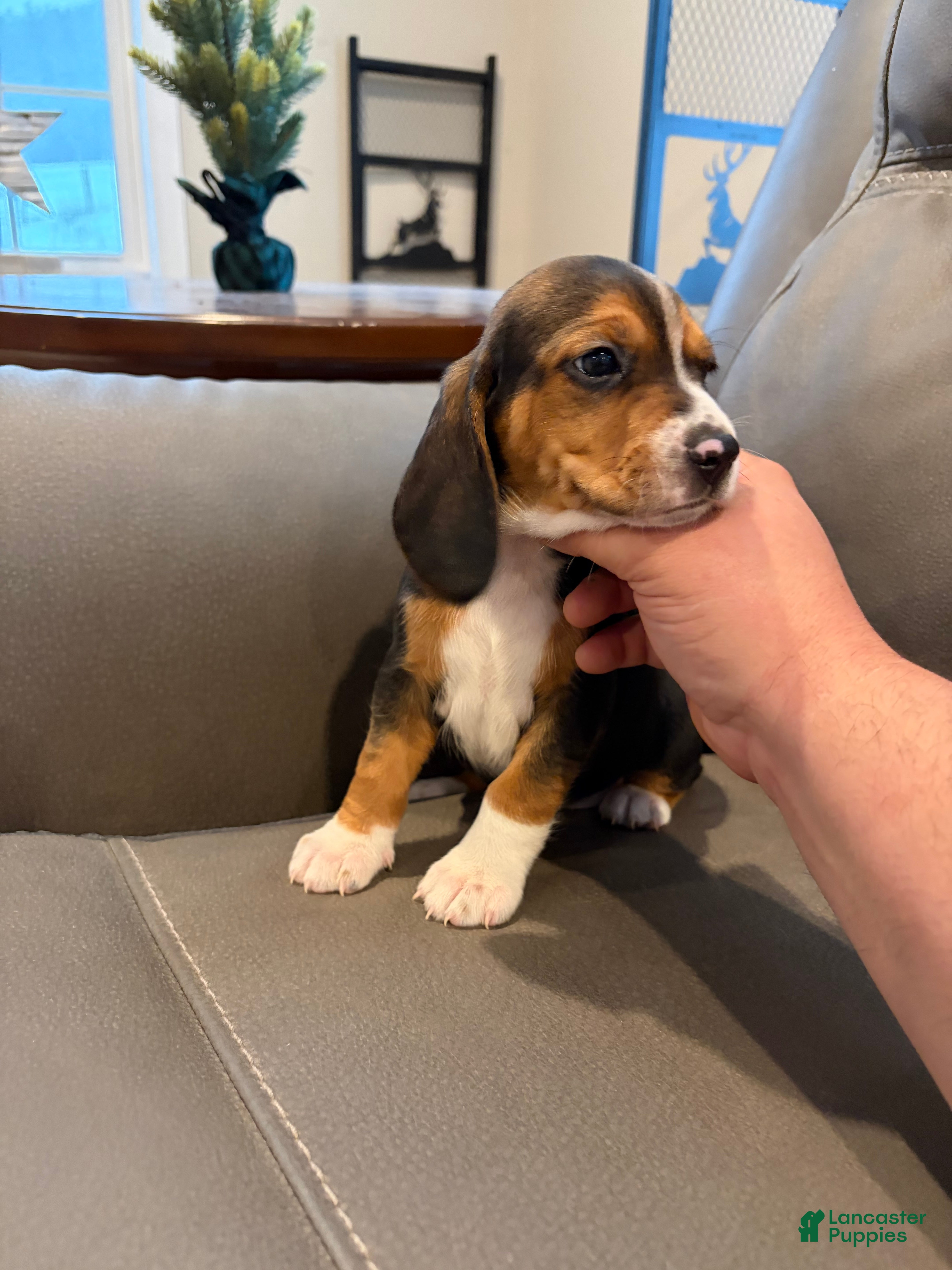 Beagle dogs Beagle Puppy 3 - Ad 3