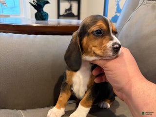 Beagle dogs Beagle Puppy 3 - Ad 3