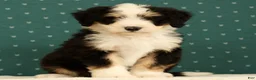 Mini Bernedoodle dogs for sale: Charlie - Ad 6