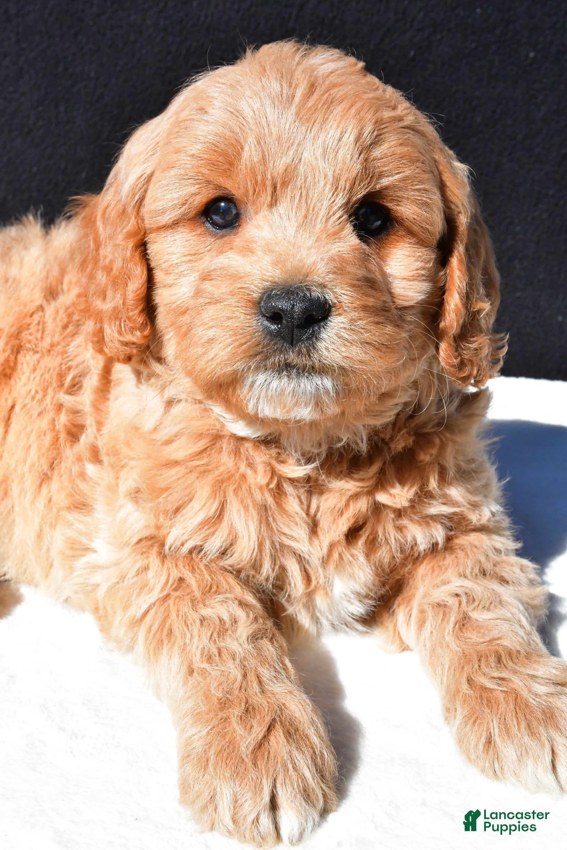 Mini Goldendoodle dogs Cooper - Ad 1